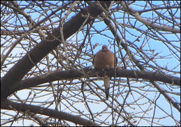 Mourning Dove on limb of tree