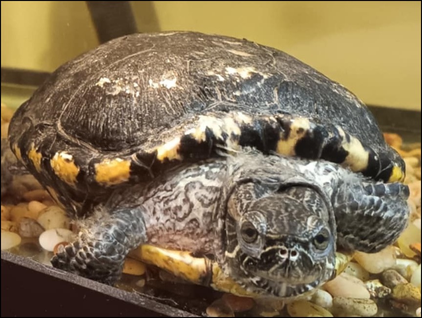 Red-eared slider turtle