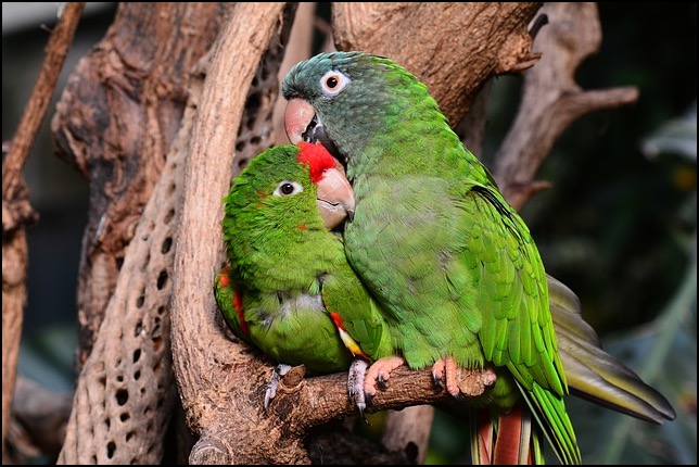Two Parrots on tree