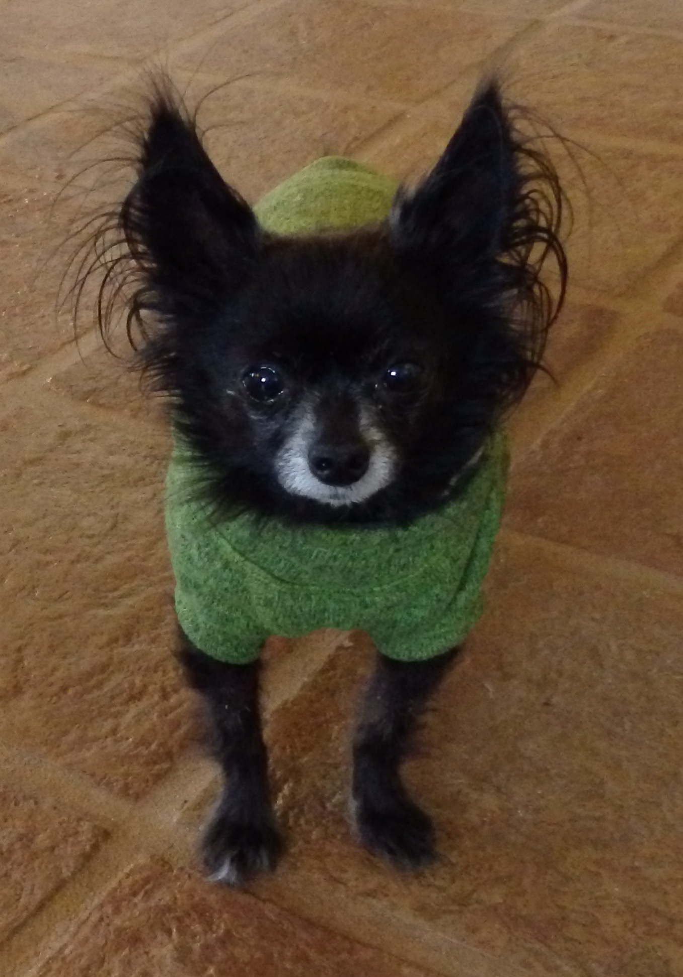 Small black dog in green coat