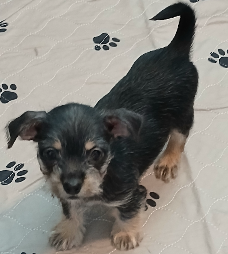 Black terrier mix puppy