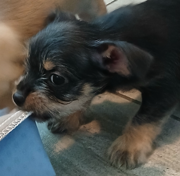 Black puppy playing