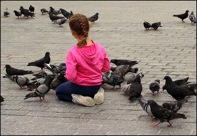 Pigeons on street with little girl
