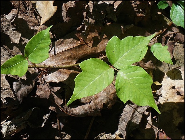 poison ivy plant three leaves