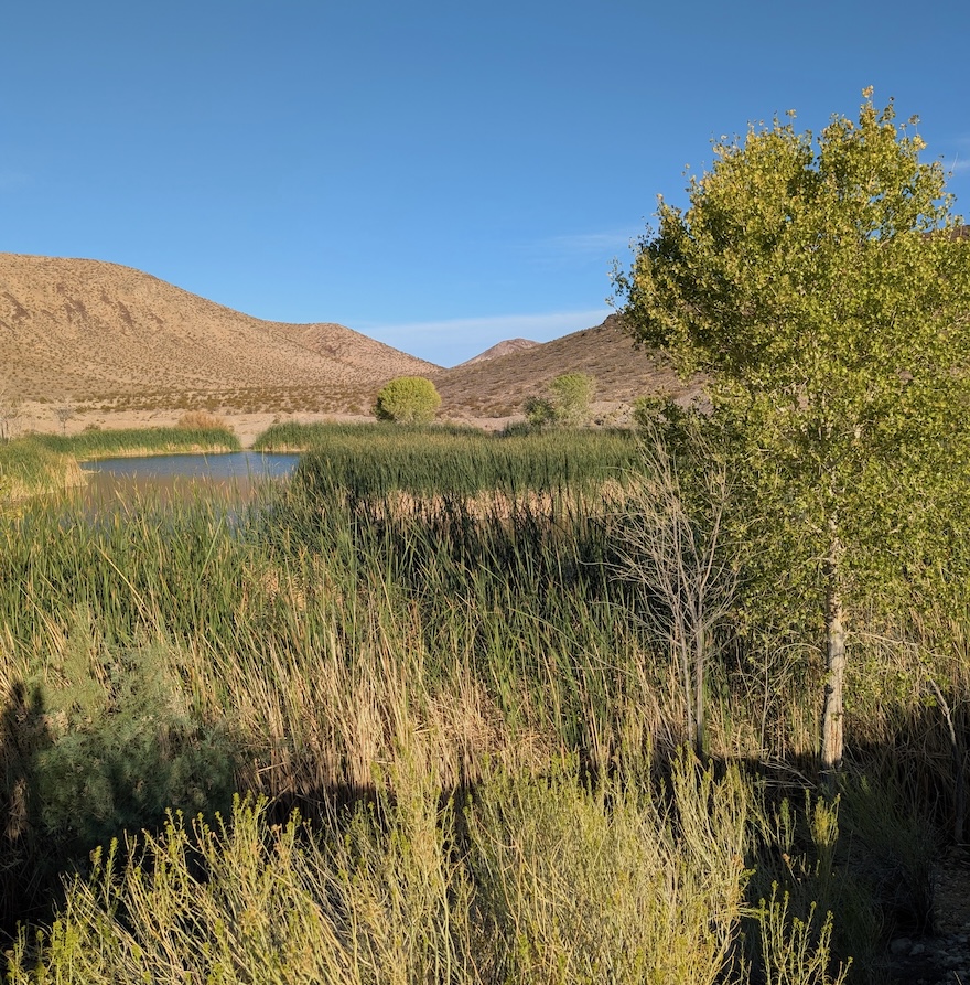 Pond with Cottonwood Trees & blue sky
