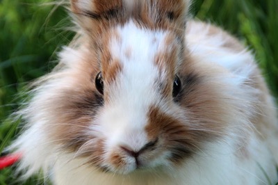 White and brown rabbit closeup face