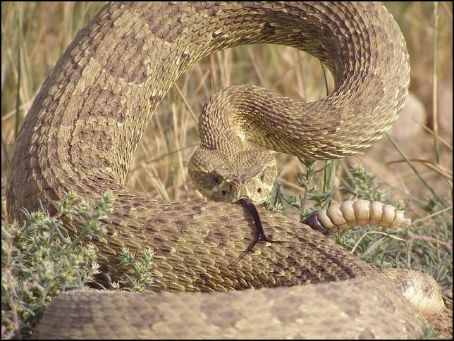 Western diamondback rattlesnake coiled