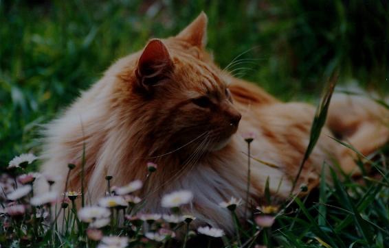 sherman & flowers 1