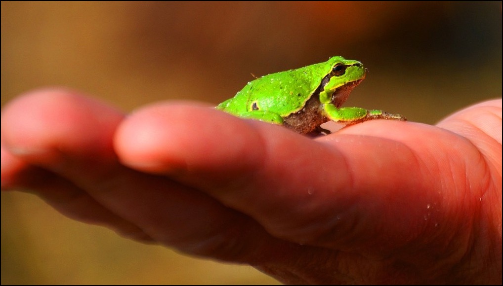 Tree frog on hand