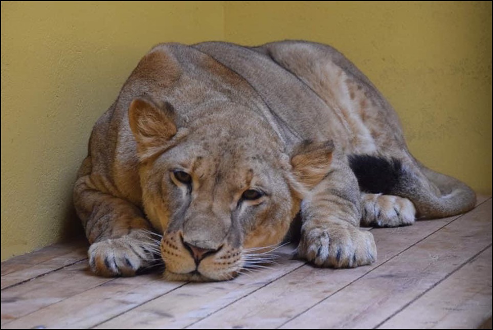 Ukranian Zoo Lion resting during relocation
