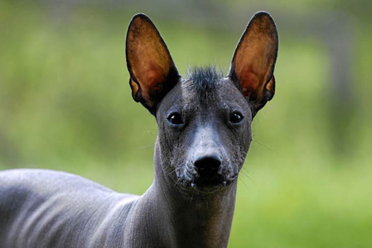 Xoloitzcuintli dog, an ancient Mexican breed, standing alert and calm 