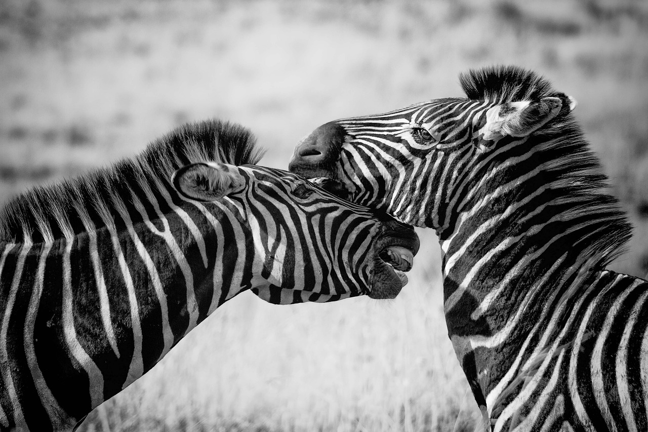 Zebra pair nuzzling each other