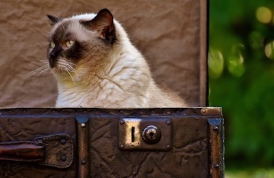 Siamese Cat sitting in open trunk