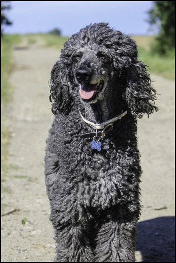 standard-poodle walking on road