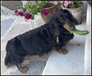 Black dachshund with zucchini