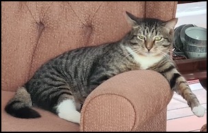 Brown tabby with white boots and neck lying on chair