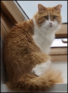 Orange tabby cat in window