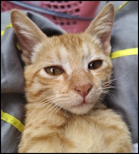 Orange tabby cat male