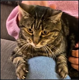 Sophia dark tabby cat