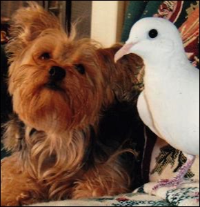 Yorkshire Terrier and White Dove