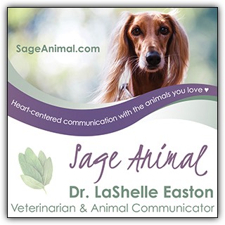 Saluki dog face on Sage Animal ad